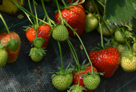 RLV: Die ersten Erdbeeren sind reif! ‹ Fruchtportal